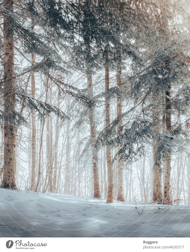 Morning in the snowy forest woodland Forest Snow sunny holiday Blue Orange Snowflake Tree pine tree Moody Wild holidays Winter Vacation & Travel