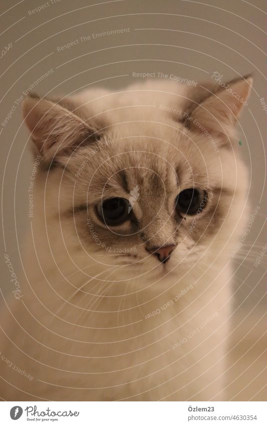 British shorthair cat looking down Cat Cat eyes cat fur Whisker Downward Nature Love of nature Cute cute Cuddling Enchanting feline cat-haired Fluffy