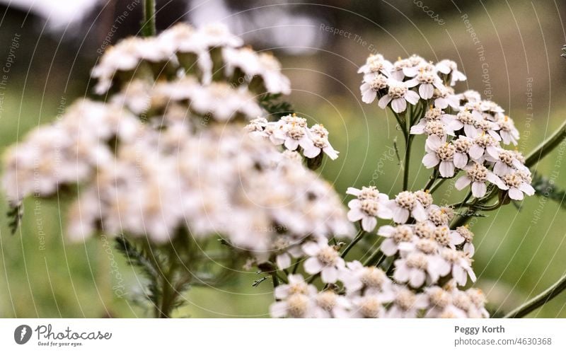 Yarrow flowers blossoms blurriness Shallow depth of field Nature Plant Close-up Blossom Exterior shot Blossoming Flower Deserted Colour photo Summer naturally