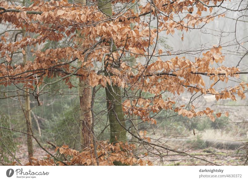 Color photo in the forest with a beech tree, spruces and foliage in winter season and fog Beech wood Landscape Light Detail Shallow depth of field Forest Branch