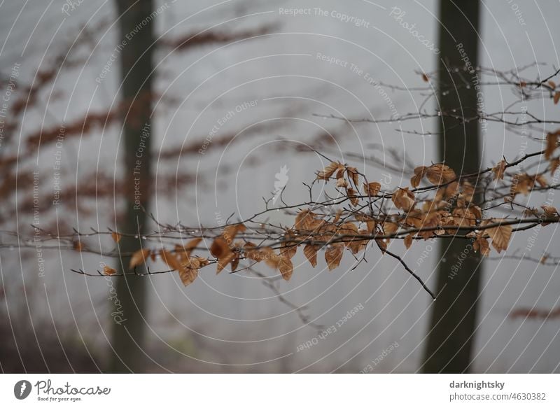 Color photo in the forest with a beech tree and its foliage on a single branch in winter season and fog Beech wood Landscape Light Detail Shallow depth of field