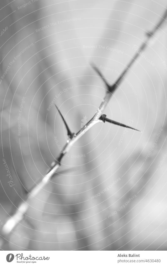 Fine thorns on thin branch in black and white Thorny Close-up prickles Pain Plant Nature black-and-white Shallow depth of field Twig Detail Point Pierce