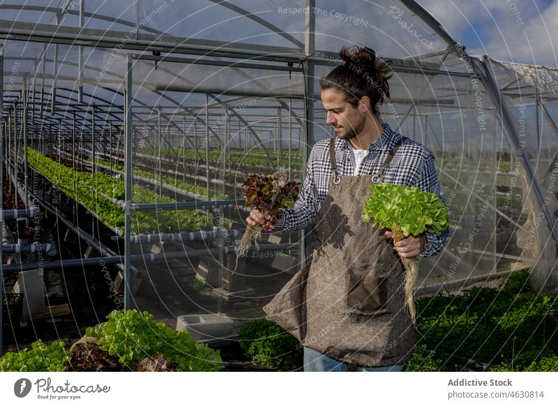 Gardener with lettuce seedlings near greenhouse man farmer check harvest fresh collect horticulture male agriculture plantation gardener apron ripe hydroponic