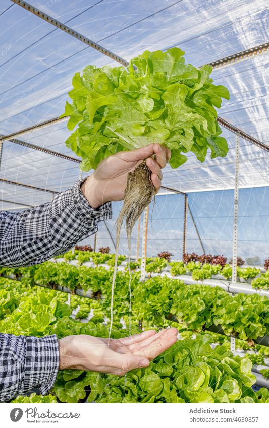 Gardener showing seedling of green lettuce in greenhouse man farmer agriculture grow cultivate check male plant growth root horticulture fresh gardener