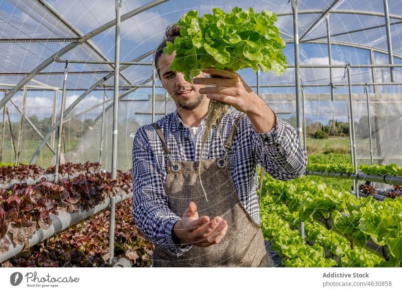 Gardener showing seedling of green lettuce in greenhouse man farmer agriculture grow cultivate check male plant growth root horticulture fresh gardener