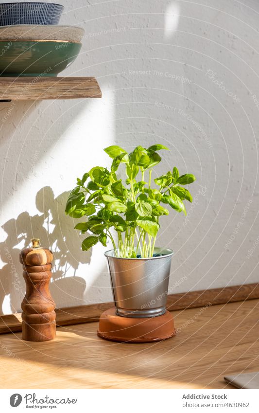 Pot with basil on wooden table in kitchen herb counter leaf plant greenery cultivate domestic pot pepper mill fresh spice organic bright grow sunlight growth