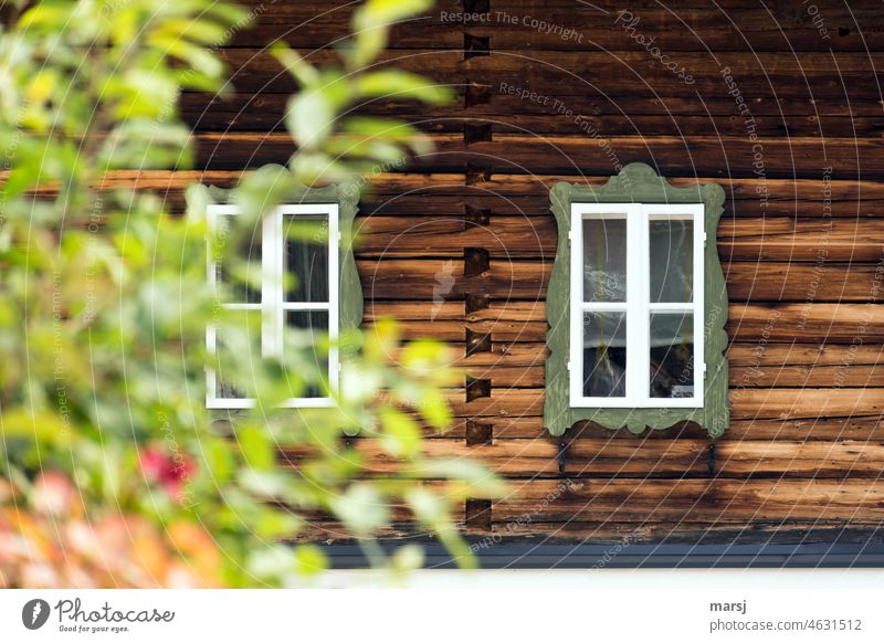 Symmetry of windows covered up by a bush. Rustic windows in log facade. Wall (building) Window Brown Old Wood Idyll Day Deep depth of field Building Wooden wall