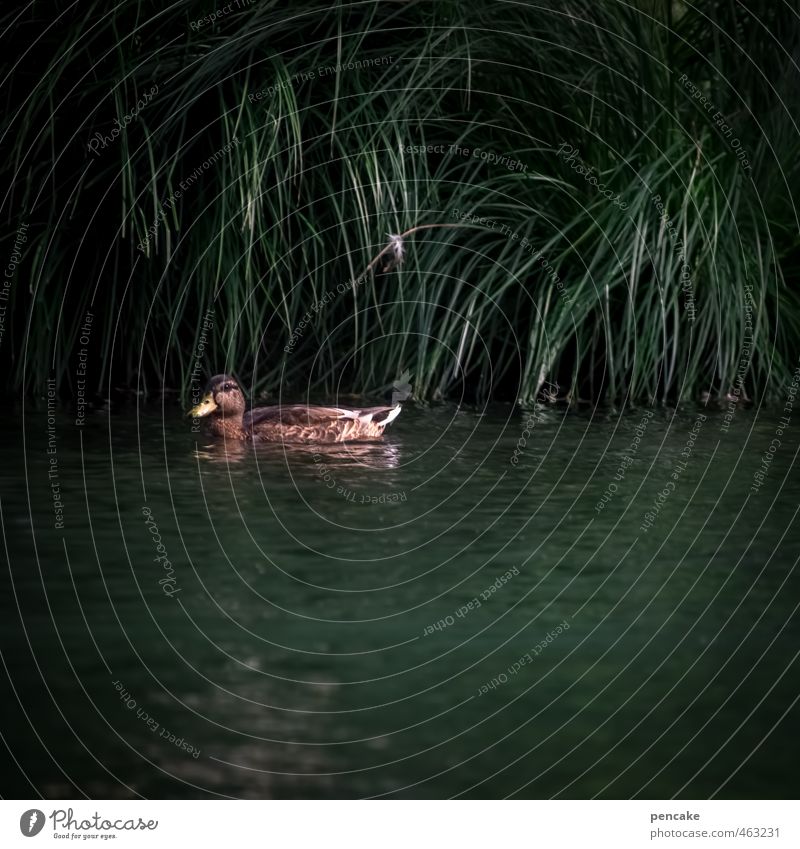 all quack Water Grass Bushes Park Pond Wild animal 1 Animal Duck Mallard Common Reed Dark green Colour photo Subdued colour Exterior shot Close-up