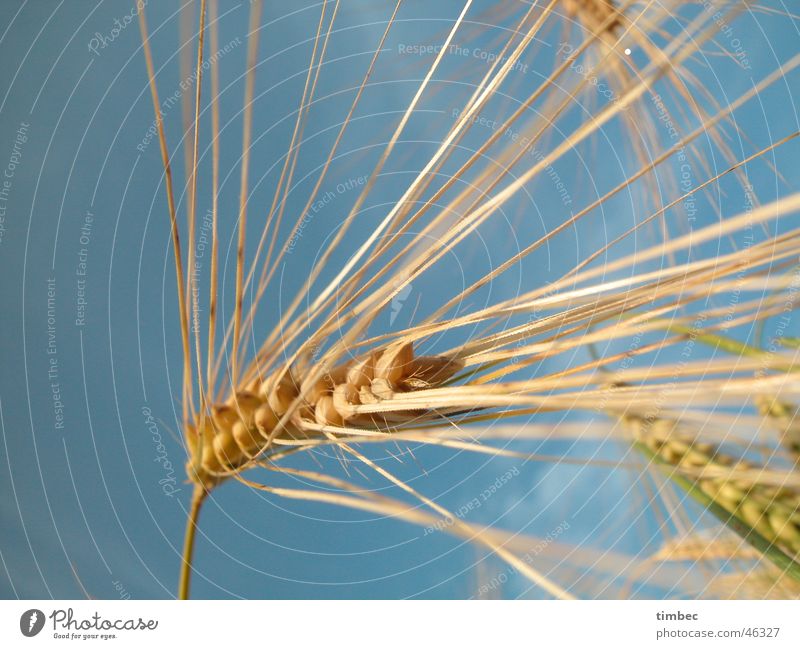 Grain in the wind Barley Wheat Plant Nutrition Food Splay Near Field Wind Life Sky Blue Nature natural-coloured Perspective Macro (Extreme close-up) Detail