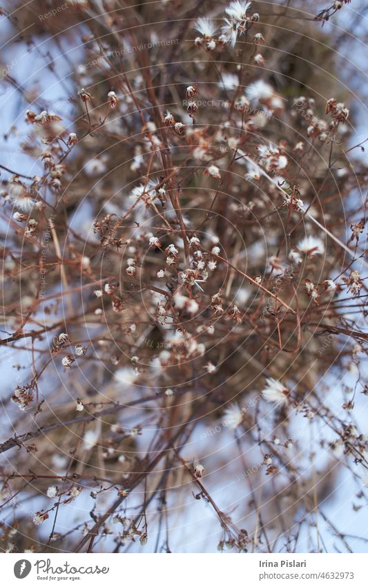 Tiny white flowers on dry twigs of wild plant bushes with blurry background. Bunches of small white seeds on thin branches. dried bushes in winter. selected focus
