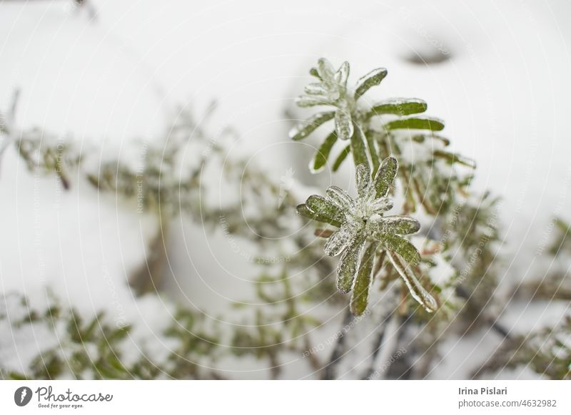Flowers of a deciduous grass, bushes covered with ice crust after freezing rain, fragment, background. selected focus berry branch brown cold color crystal