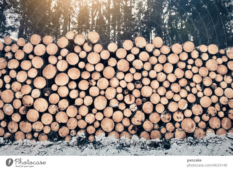 Much helps Much Wood Stack tree trunks Large a lot wood supply Forest Forestry Sustainability Build Heat Sun Energy Environment Timber Tree trunk Fuel Supply