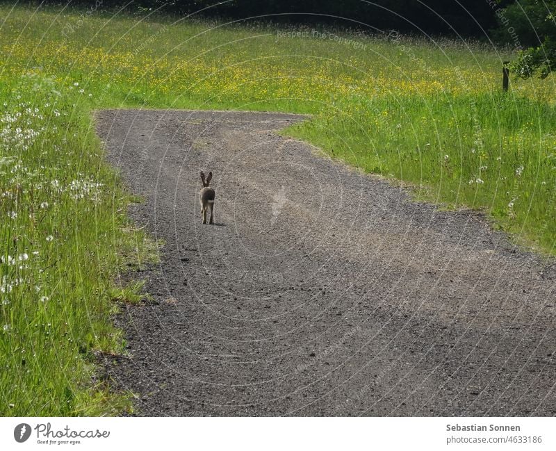 A wild rabbit running away on a gravel path at the edge of a meadow Grass off Outdoors Escape Nature Walking Pelt Gravel Street Easter Green Cute animal world