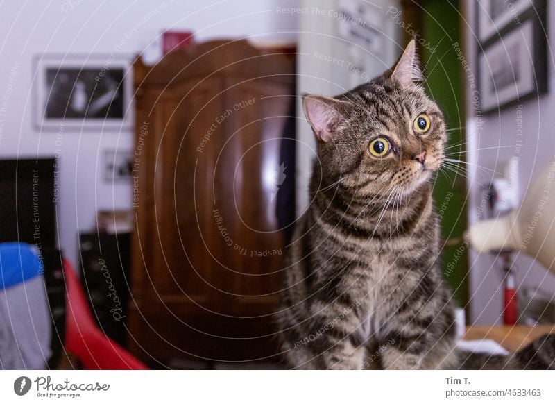the cat looks curiously to the right hangover eyes Cat Pet Animal Pelt Animal portrait Domestic cat Cute Cuddly Colour photo Animal face at home Looking