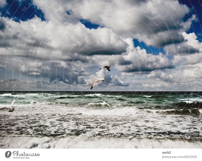 in the air Baltic Sea Water Air Wind Horizon Sky Clouds Environment Nature Freedom Far-off places Exterior shot White crest Waves coast Day Seagull Flying