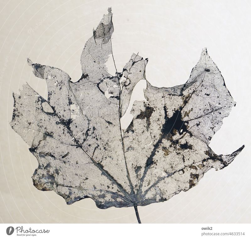 Late autumn Leaf Translucent Near Transparent Transience Autumn leaves Hazy Dry Decline Sadness Grief Humble Past Close-up Long shot Pattern Deserted