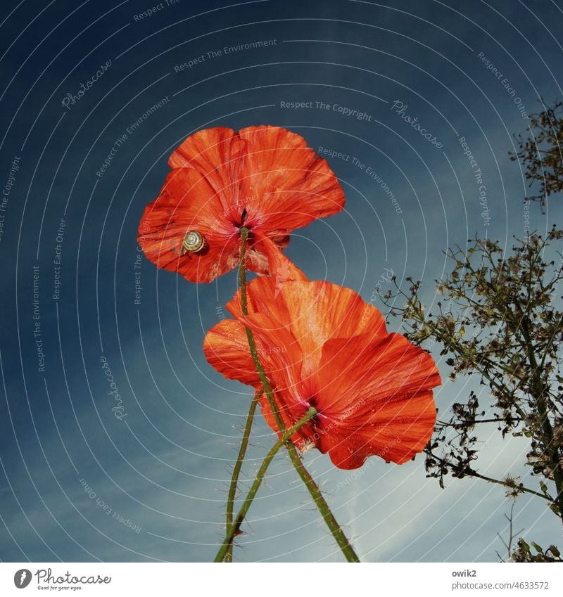 Snail sees red Poppy Poppy blossom Flower Colour photo Nature Environment Cloudless sky Exterior shot Close-up Detail bright red Poppy field Corn poppy Red