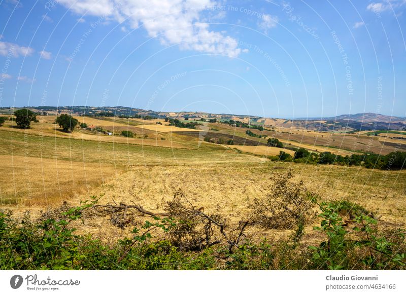 Landscape in Molise, Italy, at springtime Campobasso landscape field yellow sunny nature June