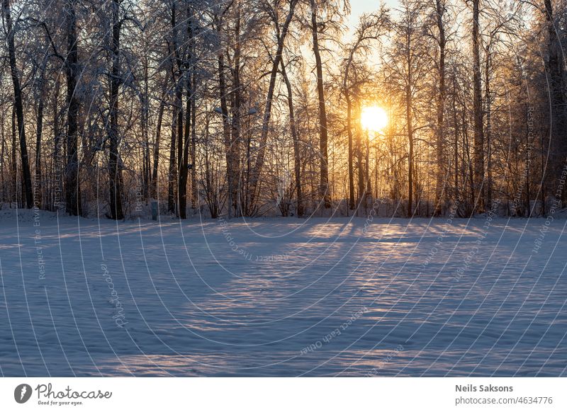 sunlight in freezing morning through frost covered trees makes long shadows amazing background beautiful beauty blue calm cold country day forest freeze