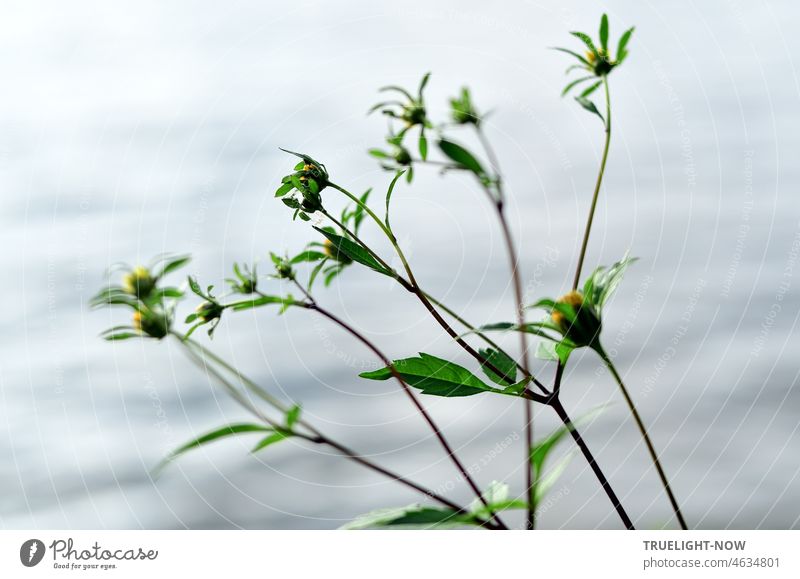 Bright daylight / Delicate yellow flowers by the river / Lightness of being small blooms Plant herbs grasses River bank vegetation Beach blossoms leaves Stalk