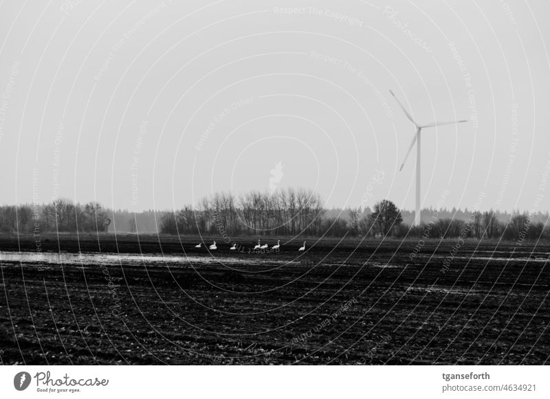 Swans on a field swans acre Winter wind turbine Puddle Nature Water Bird White Emsland Exterior shot