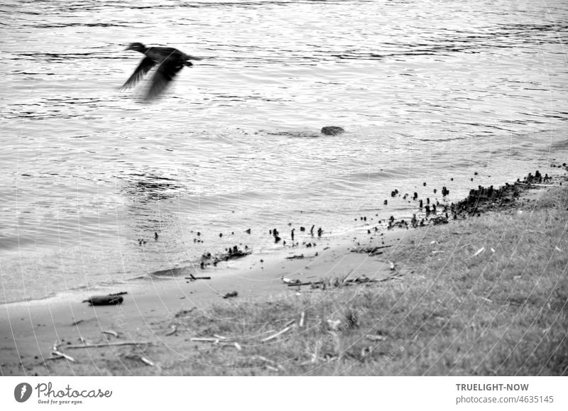 Unknown flying object fleeing from the photographer Coot Flying River Havel bank Beach Nature departure Dynamics Speed flight picture Duck Rail Escape Water