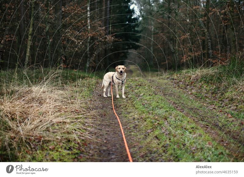 Blond Labrador on orange tow in forest on a path looks back to master Animal Pet Dog Blonde blond Labrador Labrador mongrel Crossbreed pretty Strong leash