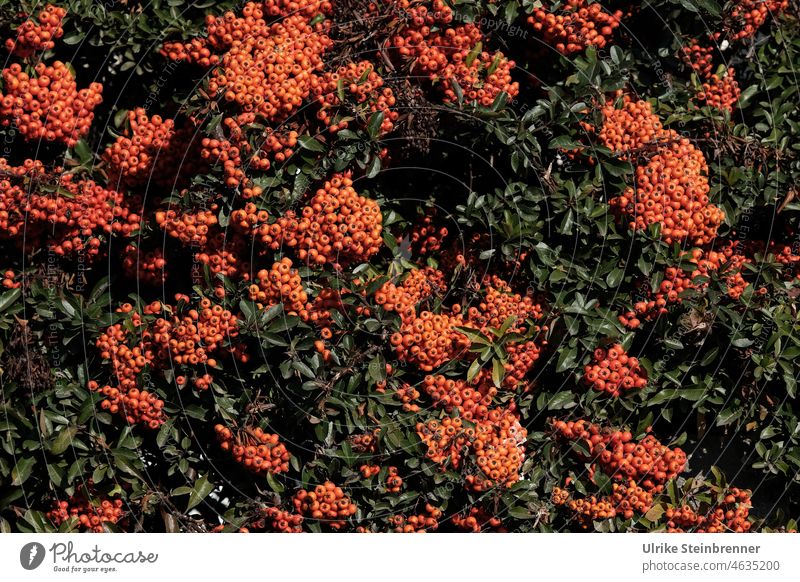 Hedge from fire thorn with fruits Burning bush pyracantha Red luminescent shrub Evergreen Plant Berries Garden Autumn Berry bushes ornamental shrub woody