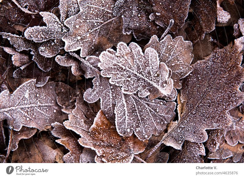 Hoarfrost on dead leaves Hoar frost foliage Nature Winter chill Cold Frozen icily Frost winter Exterior shot Brown White Freeze Rachis transient Transience
