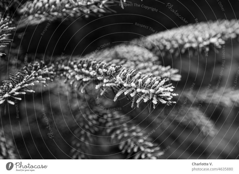 Hoarfrost on conifer branches Hoar frost Coniferous trees Nature Twig Tree Plant naturally Exterior shot Environment prickly Close-up Detail