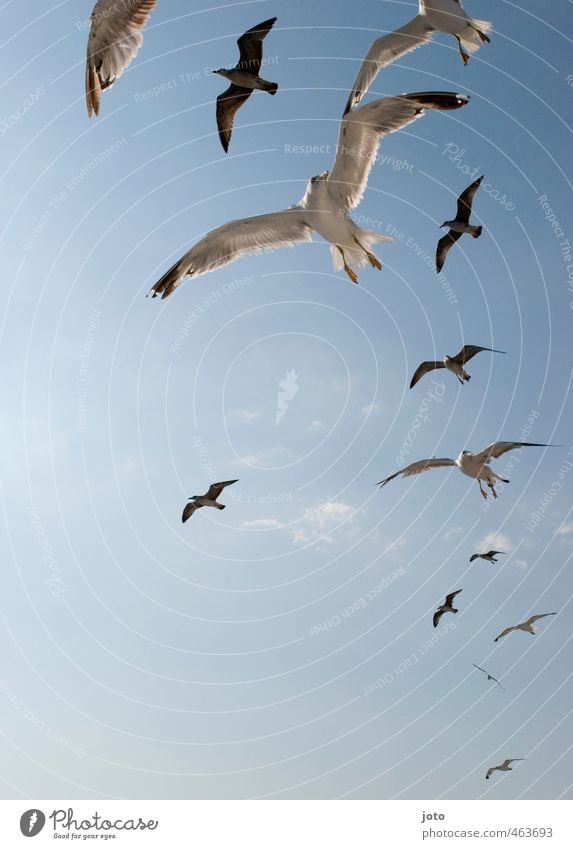 The birds Sky Sun Summer Bird Seagull Group of animals Flock Flying Threat Brash Wild Aggression Life Curiosity Prey Circle Hunting Landing Appetite Aggressive
