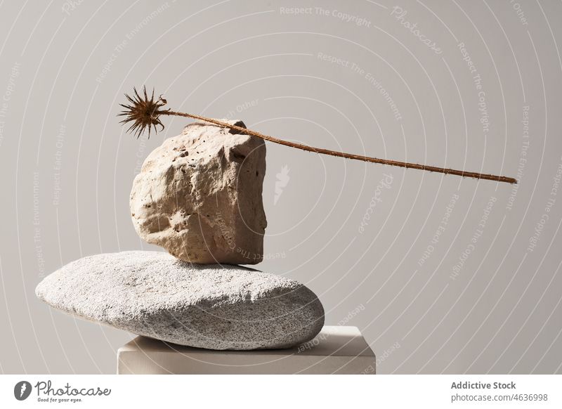 Different stones and dried flower on cube in studio still life composition creative design minimal natural twig organic style shape sandstone texture limestone