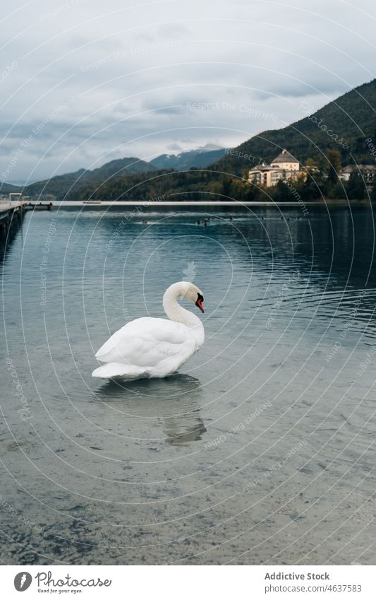 White swan swimming in lake nature mountain forest austria float bird landscape tourism water cloudy sky settlement village picturesque white peaceful beautiful