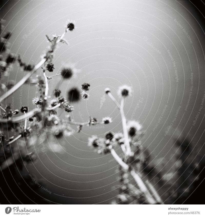 thistle Flower Black White Holga Medium format Blur 6x6 bw blurred out of focus