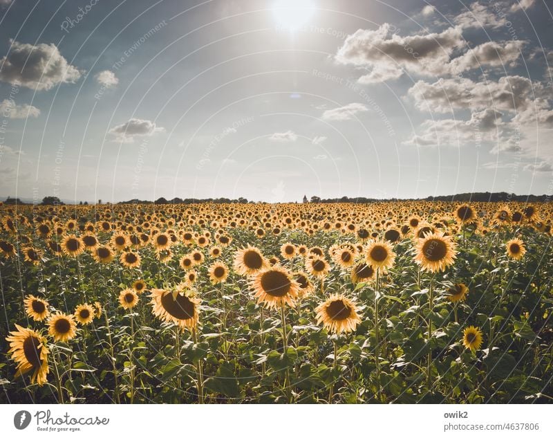 Floodlights sunshine Illuminate Exterior shot out Sun rays Close-up Sky Blossom Flower Plant Colour photo Deserted Sunflower Beautiful weather Summer Day Yellow