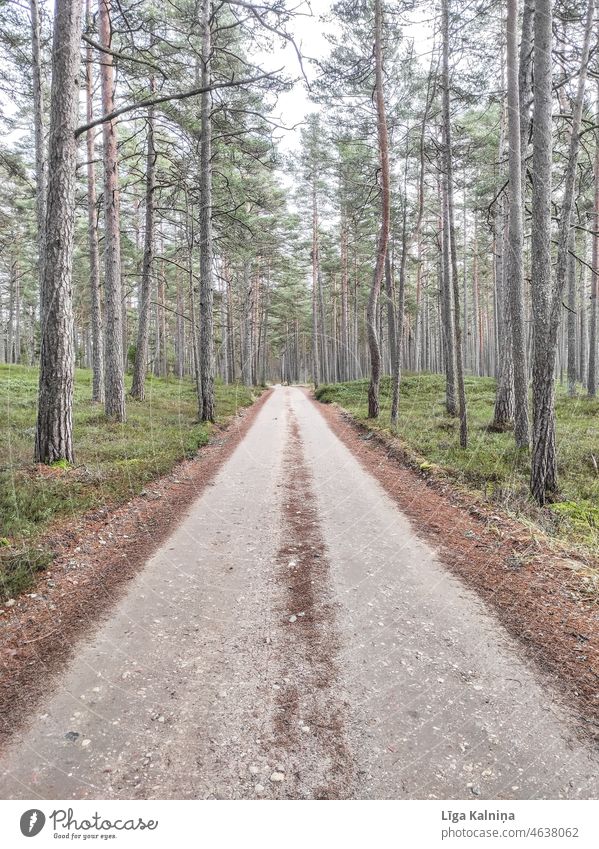 Dirt country road in woods forest tree nature Forest outdoors branches Nature green landscape trees season travel pine beautiful scenery natural scenic