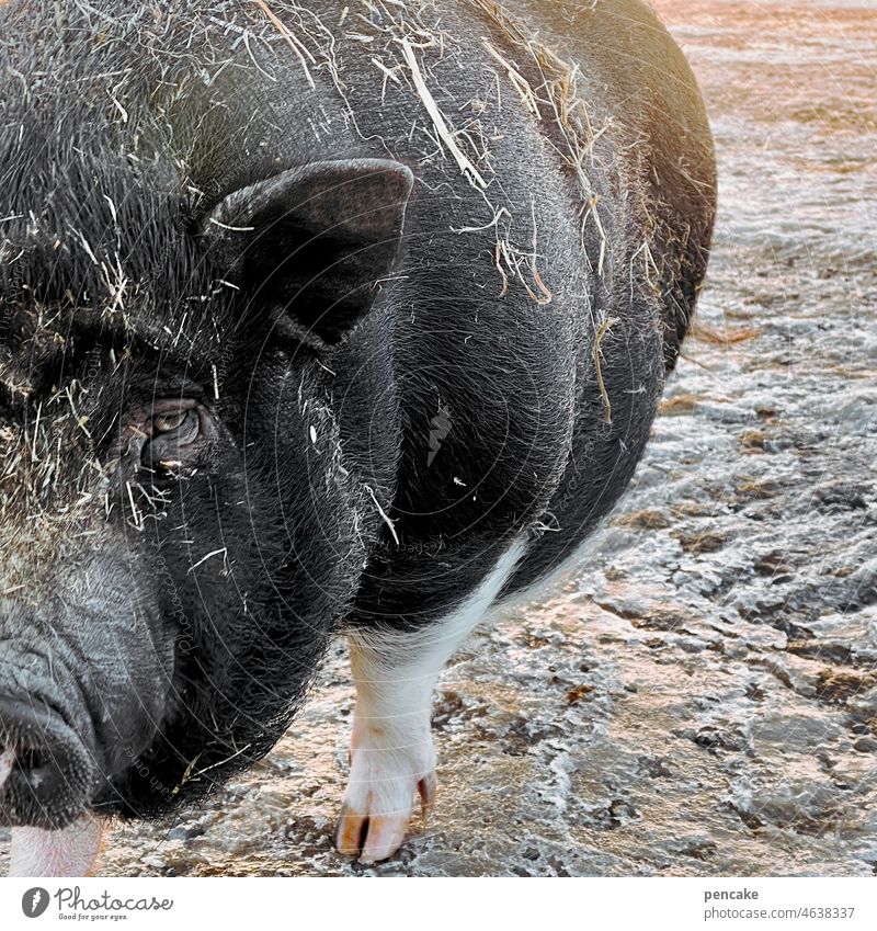 tierliebe | schwein haben Schwein Tier Hängebauchschwein Detail Lebewesen Tierliebe Bauernhof Landwirtschaft schwarz Anschnitt dreckig