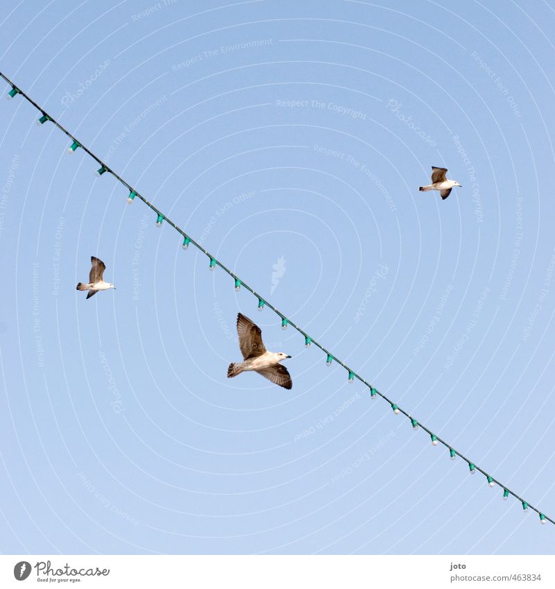 2+1 Cloudless sky Summer Ocean Navigation Ferry Seagull 3 Animal Group of animals Flying Free Infinity Attachment Fairy lights Vacation & Travel Bird Wing