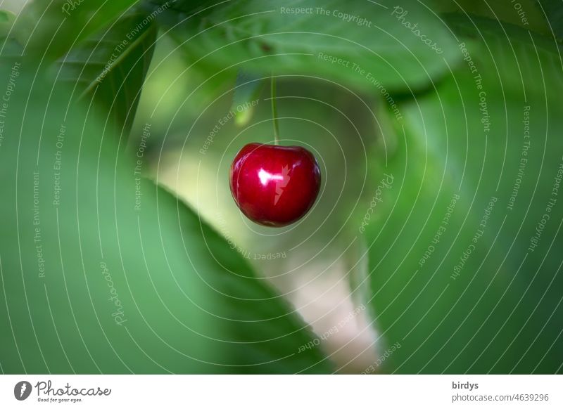 Single ripe cherry on tree surrounded by leaf green in blur Cherry Mature Fruit single fruit Leaf green Fresh Delicious Juicy cute blurriness Red Green