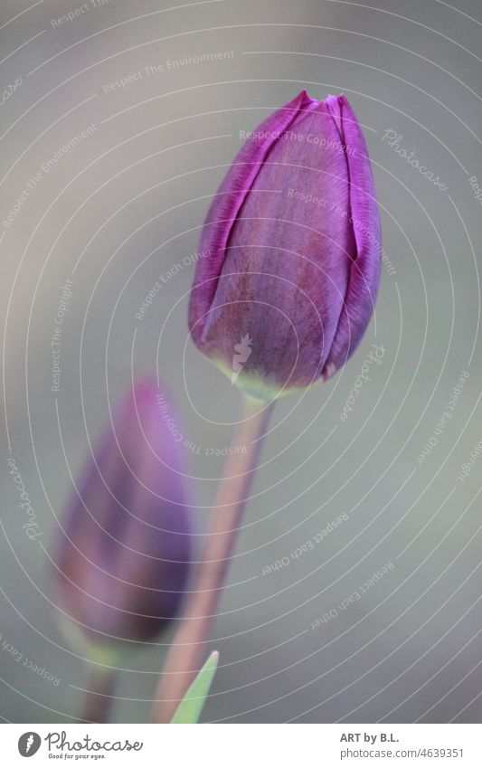 spring flowers Tulip tulips Inspiration Fragrance purple Spring Springtime lenz Garden Flower ede . minimal Season Unique specimen