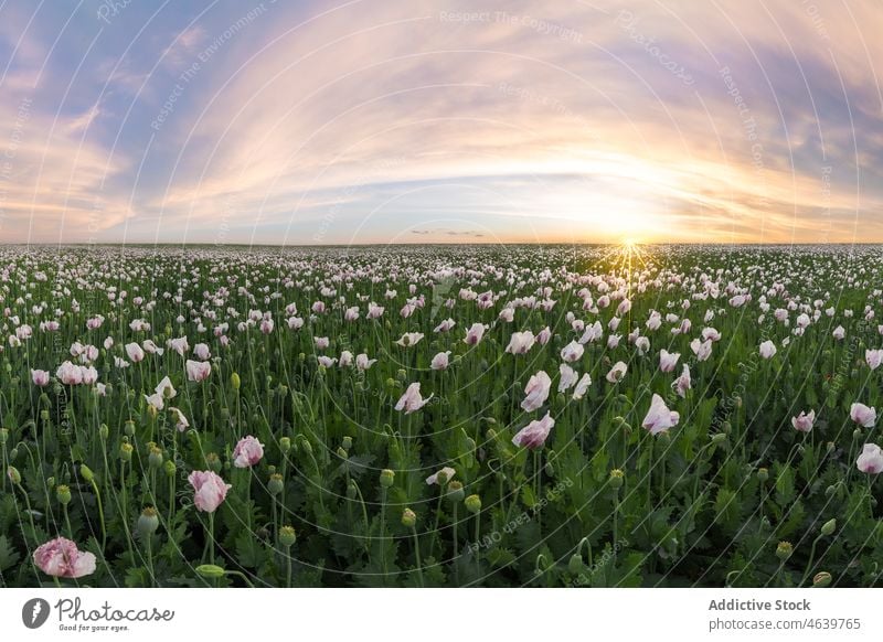 Picturesque view of green field with blooming flowers at sunrise grass colorful sky nature meadow bright blossom vivid sunset idyllic flora countryside summer