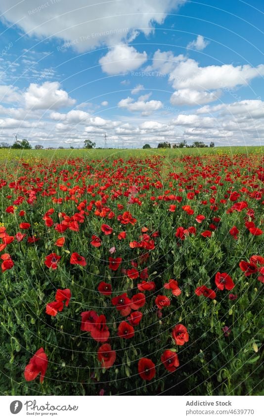 Blooming red poppies on green field in sunny day bloom flower poppy nature countryside meadow blossom flora plant grassy picturesque daytime blue sky idyllic