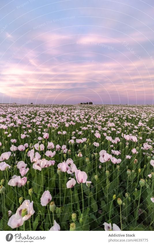 Picturesque view of green field with blooming flowers at sunrise grass colorful sky nature meadow bright blossom vivid sunset idyllic flora countryside summer