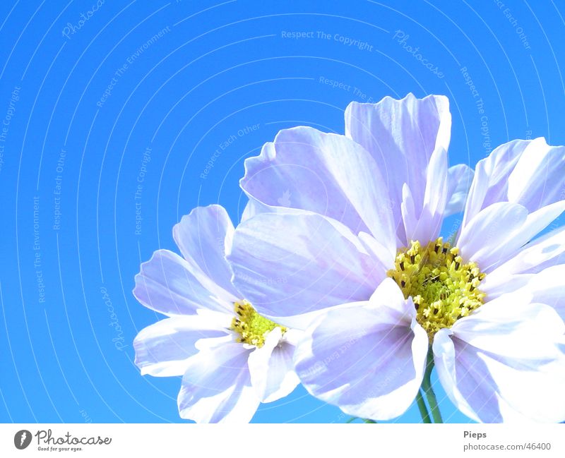 White cosmea flowers Colour photo Exterior shot Close-up Copy Space left Copy Space top Summer Nature Plant Sky Flower Blossom Blossoming Happiness Cosmos Day