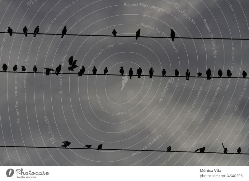 A flock of starlings perches on some power lines in a cloudy day gray birds silhouette backlighting sky cable nature three fly Sky Flock Flock of birds Flying