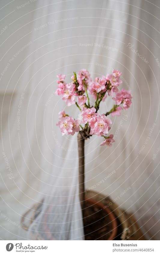 Flowering peach tree Tree Blossoming blossoms Nature Spring Plant Garden Close-up Green Pink pink pretty Spring fever Houseplant Peach tree Peach blossom