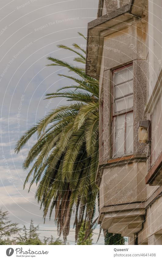 Facade of old house with palm tree House (Residential Structure) Past Palm tree dwell Tenant Architecture Living or residing Building Window Rent