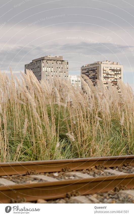 Railroad track in foreground with pampas grass and building in background by rail Pampas grass Building High-rise Architecture Town Modern Transport dwell Rent