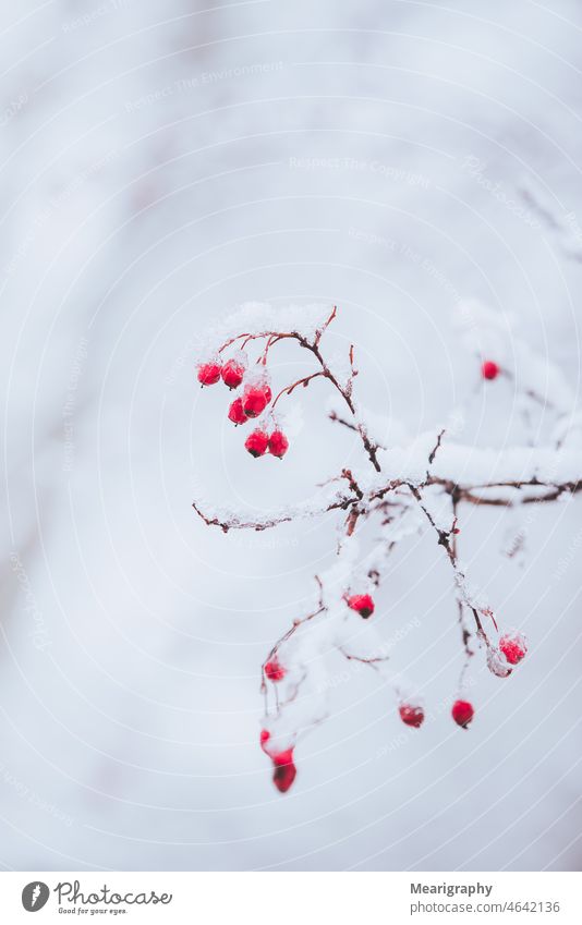 Red berries covered in snow red berries winter frost ice weather freezing freeze branches tree trees white airy water ice crystal brown light snowy snowy branch