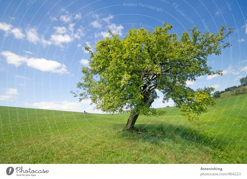 favourite tree Environment Nature Landscape Plant Air Sky Clouds Horizon Summer Weather Beautiful weather Warmth Tree Grass Leaf Foliage plant Meadow Hill Stand